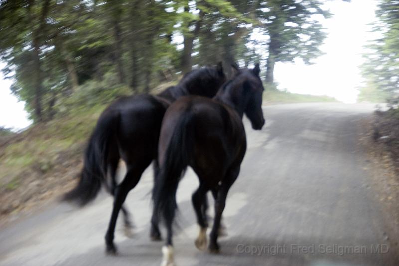 20071219 100755 D2X 4200x2800.jpg - Horses in Motion, Vicente Perez Rosales National Park, Chile